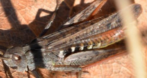 Chorthippus sp.